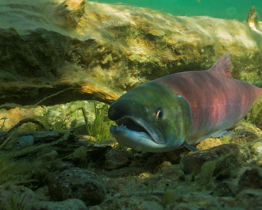 PHOTO: Sockeye salmon in Redfish Lake. Photo credit: Neil Ever Osborne/Save Our Wild Salmon