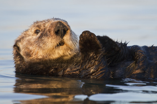 PHOTO: Sea Otter. Photo courtesy of Cindy Tucey.