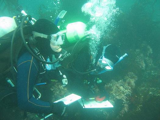 PHOTO: Fish Survey in Progress. Photo courtesy of Reef Check California