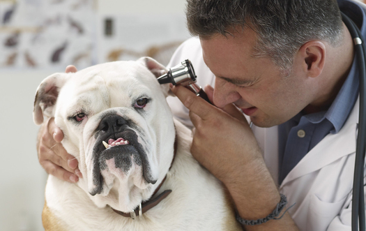 Every year, hundreds of thousands of dogs and cats are diagnosed with cancer.  Image by  Royalty-Free/Corbis
