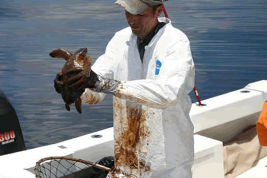 PHOTO: Oiled turtle is recovered from Gulf of Mexico by NOAA Scientist following the 2010 spill. Courtesy of NOAA.