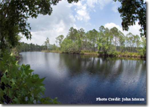 PHOTO: Tates Hell State Forest, a Florida Forever project. 