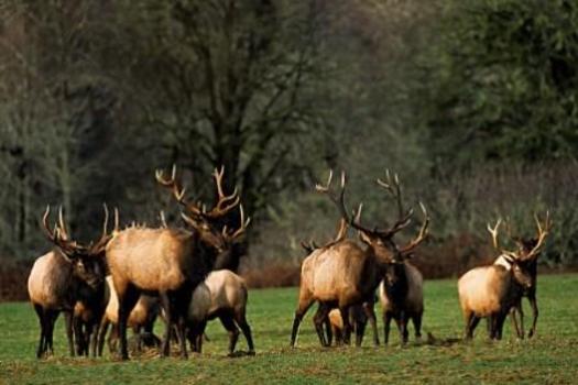 PHOTO: General rifle season for deer and elk in Montana opens this week. Photo credit: USFWS