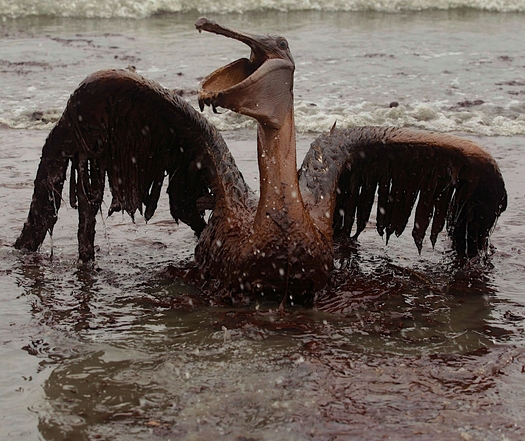 PHOTO: Pelican found following the oil spill in Florida. Courtesy of the NWF