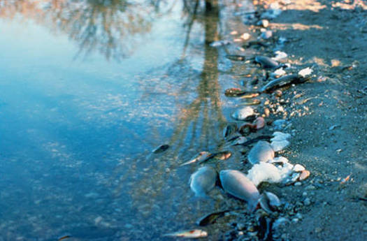 PHOTO: This U.S. Fish & Wildlife Service photo shows fish casualties the agency says were the result of pesticide contamination. Courtesy of USFWS.