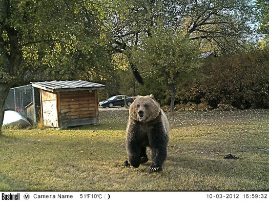 PHOTO: Adult grizzly bear caught on a remote wildlife camera, headed for a backyard apple tree in Western Montana. Courtesy of Bob Muth.
