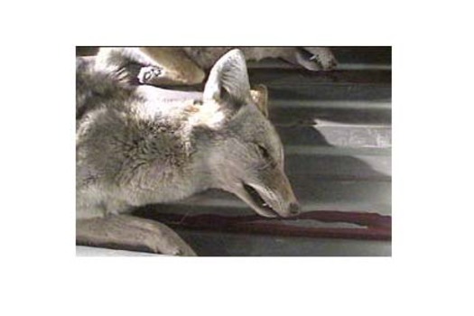 PHOTO: Coyote killed in former coyote-killing contest in Reserve, NM. Photo credit: Ben Mater; Earthwaves Media.