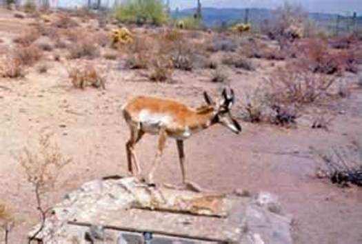 PHOTO: Pronghorn antelope on Cabeza Prieta National Wildlife Refuge in Arizona CREDIT: U.S. Geological Survey