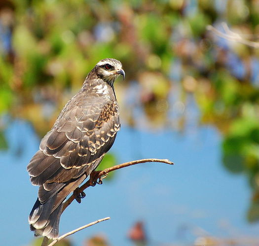 PHOTO: A report released this week by the Endangered Special Coalition lists the Florida Snail Kite as one of the top ten species endangered because of freshwater mismanagement.Image credit: Dario Sanches