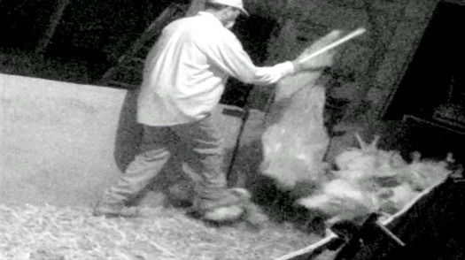 PHOTO: Undercover photo of Butterball employee with turkey at North Carolina facility. Courtesy of Mercy for Animals