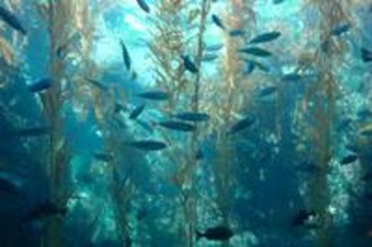 Photo: Fish swimming in marine protected area. 