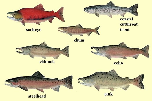 GRAPHIC: NOAA is reaching out to stakeholders in what could signal a more collaborative approach to saving endangered Northwest salmon and steelhead. But can they all swim in the same direction?
