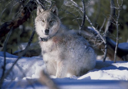 PHOTO: The killing of a popular Yellowstone National park wolf in Wyoming is garnering attention around the country. Photo credit: William Campbell/USFWS.
