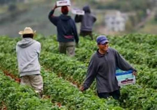 IMAGE: Arizona farmworkers are paid just over nine dollars an hour for seasonal work CREDIT: Free Wood Post