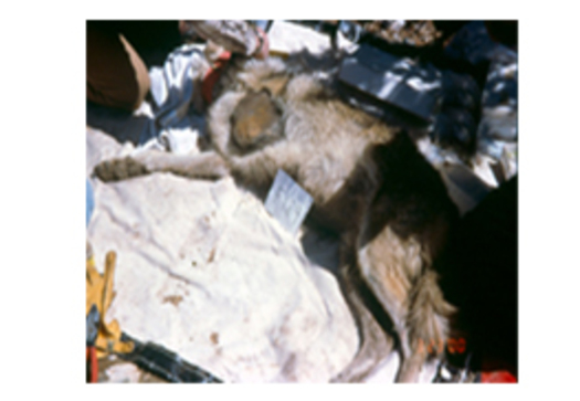 Trapped female Mexican wolf whose leg was amputated due to suffering frostbite. This Mule Pack wolf was being transferred. PHOTO Credit: U.S. Fish and Wildlife Service