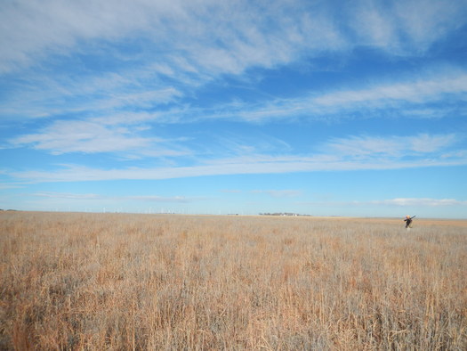 PHOTO - Pheasant hunting near Haxtun, CO; a wind farm is in the background. Courtesy Lew Carpenter, National Wildlife Federation.