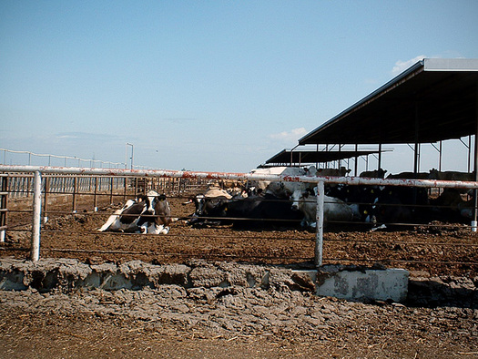 PHOTO: Even cows in the San Joaquin Valley could benefit from safer drinking water, under new rules to reduce the amounts of fertilizer and other chemicals in the water supply.