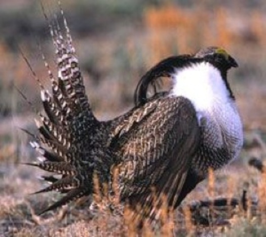 PHOTO: The Gunnison sage grouse may be up for an endangered species listing this year. Courtesy Bureau of Land Management.