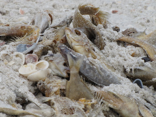 Photo: Fishkill in Wiggins Pass in southwest Florida. Courtesy: Earthjustice