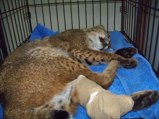 Photo: Bobcat rescued by Genesis workers in December 2012. Courtesy: Genesis Wildlife Sanctuary