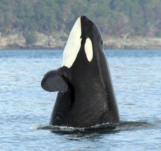 PHOTO: This Southern Resident orca is 