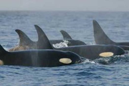 Photo: National Marine Fisheries Service considering petition to delist Southern Resident killer whales