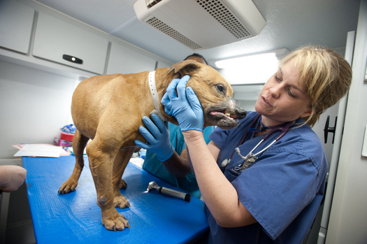 Photo: The Humane Society of the United States Animal Rescue Team assisted the Jacksonville Sheriffs Office in conducting an investigation of a suspected dogfighting operation in Jacksonville, Florida, resulting in an arrest of one individual and the seizure of 17 dogs. Courtesy: Humane Society of the United States