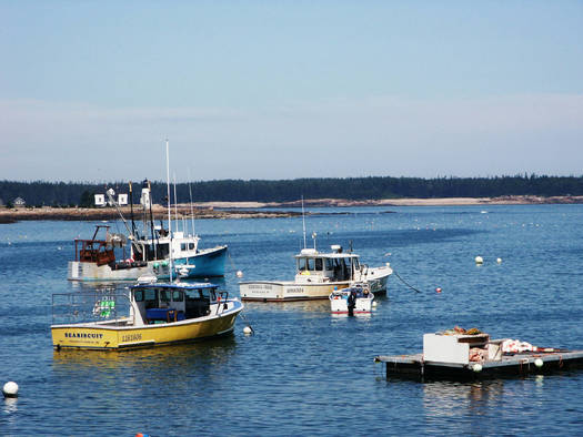 PHOTO: A new report says lobster fisheries in the Gulf of Maine might be the 