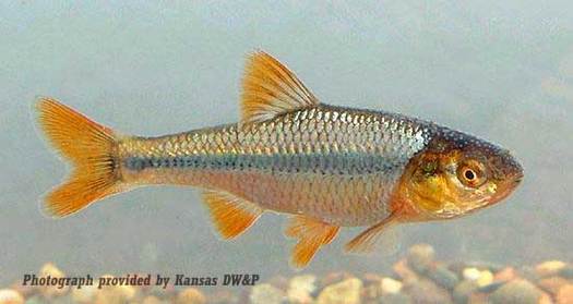 PHOTO: The Topeka Shiner is already on the list of endangered species in Iowa and climate change has the potential to make things worse. Photo provided by Kansas DW&P. 