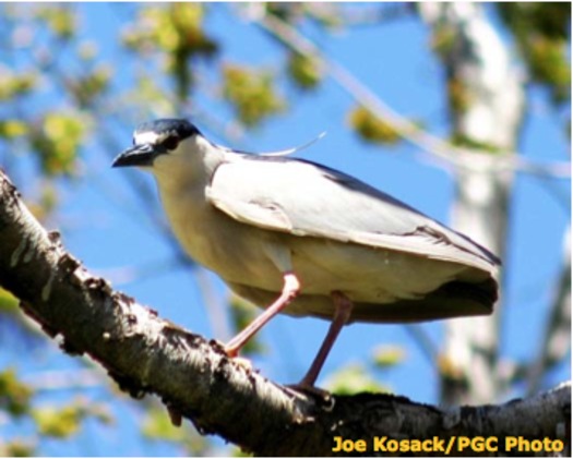 PHOTO: The Black Crowned Night Heron is already endangered in Pennsylvania and climate change could make things even worse. Photo courtesy of Joe Kosack/PGC