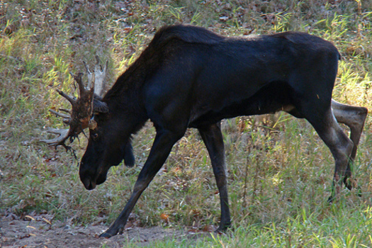 PHOTO: A report from the National Wildlife Federation cites climate change as a contributing factor in the declining moose population in Minnesota. CREDIT: amyhrer