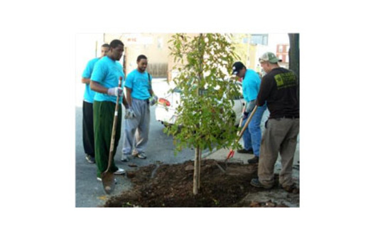 PHOTO: Volunteers planting trees as part of a Green Streets project. Applications are being accepted now for future projects, with funding coming from the EPA, Maryland Department of Natural Resources and the Chesapeake Bay Trust. Photo courtesy of CBT.