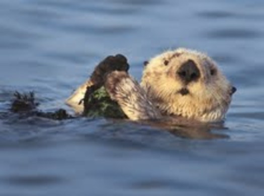 PHOTO: Taxpayers can check off Line 410 on their tax forms to donate to the California Sea Otter Fund. Photo Credit: Sharon Blaziek.