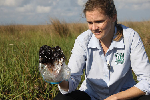 PHOTO: Oil found in Gulf wetlands in 2012. Courtesy: Craig Guillot, NWF