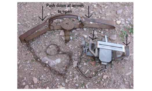 steel jaw rabbit traps for sale