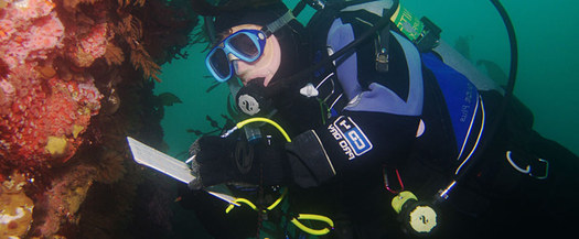 PHOTO: A volunteer survey diver in the Monterey Bay National Marine Sanctuary. Credit: Pete Naylor.