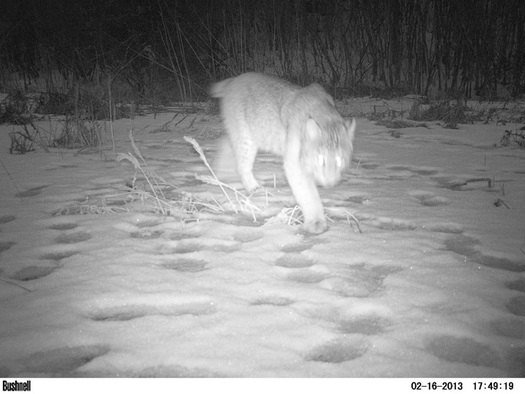 Photo: Night-tracking image of bobcat. Motion-activated cameras are recording species that may have conflicts with roads upstate. Photo credit: Nature Conservancy 