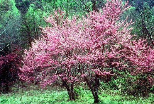 PHOTO: April will bring the blooms of Redbuds in the Great Smoky Mountains National Park. Due to federal budget cuts under the sequester, 3 campgrounds, 2 picnic areas and 1 horse camp will not open this summer. Photo credit: Public Domain
