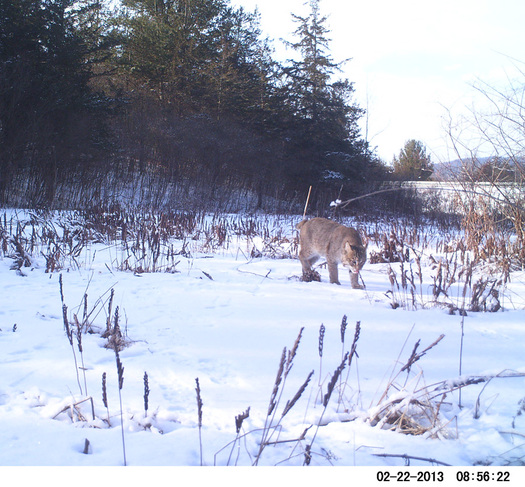 Photo: Night-tracking image of bobcat. Motion-activated cameras are recording species that may have conflicts with roads upstate. Photo credit: Nature Conservancy 