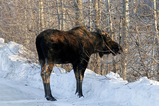 PHOTO: New Hampshire’s moose population is in decline and a leading wildlife biologist is blaming climate change for bolstering the winter ticks that feed on the iconic mammals. Courtesy U.S. Fish & Wildlife Service.