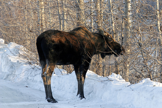 PHOTO: Maines moose population is staying healthy  at least compared to that of neighboring New Hampshire where a leading wildlife biologist is blaming climate change for bolstering the winter ticks that feed on moose