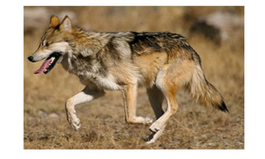 Photo: Mexican wolfCourtesy: Jim Clark USFWS