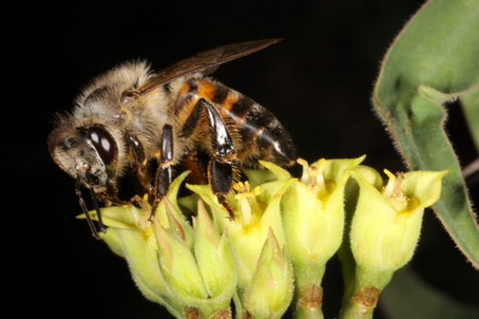 PHOTO: A coalition of beekeepers and environmental and consumer groups has filed a lawsuit claiming the EPA allows products highly toxic to honeybees to get to market with little oversight. CREDIT: Derek Keats