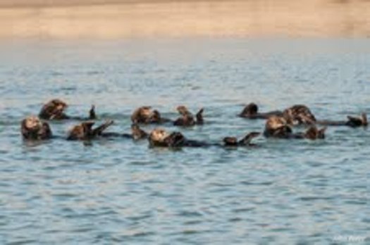 Photo: Boaters are urged to be careful around sea otters in and around Elkhorn Slough and Moss Landing Harbor where large numbers of otters and other mamals live. Credit: John Perry 