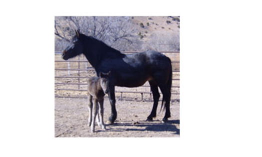 Leather and DoozieAssisted by Equine Protection Fund.Courtesy:  Animal Protection of New Mexico