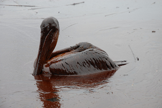 PHOTO: Taken in 2010 following the Deepwater Horizon spill, this photo shows an oil covered pelican. Of particular concern today is the spill's continuing impact on sea turtles and dolphins. Courtesy of Louisiana Governor's Office.