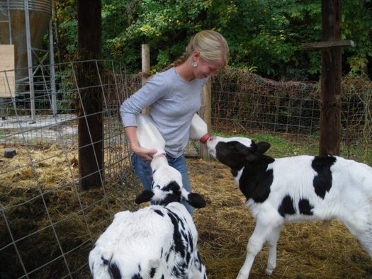 Photo: Organically fed cows at Hickory Nut Gap Farm. Courtesy: Hickory Nut Gap Farm