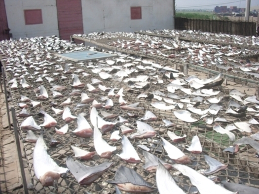 Photo: Maryland will soon be first East Coast state to ban the shark fin trade. Photo credit: Oceana