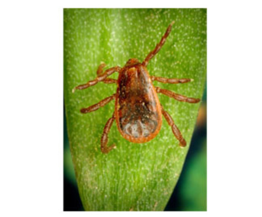 PHOTO: Tick season is underway in Idaho, with veterinarians reporting that people are already finding them on their pets. Pictured is a brown dog tick, courtesy of CDC.