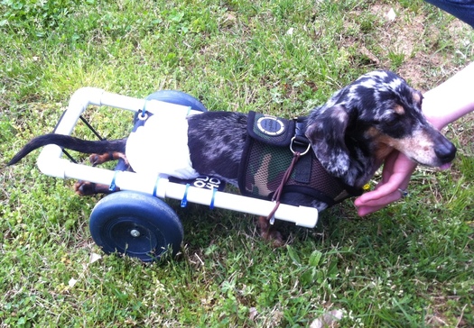 Photo: Ricky Bobby uses an adaptive transportation cart made by his owner, Megan Bliss. Courtesy of Megan Bliss.
